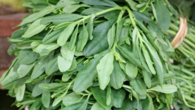 5 Shocking Reasons Why You Need Waterleaf In Your Diet