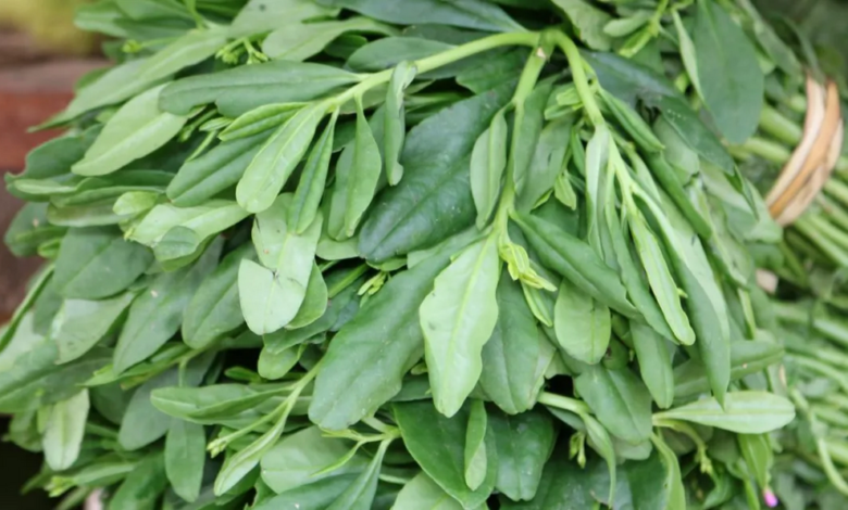 5 Shocking Reasons Why You Need Waterleaf In Your Diet