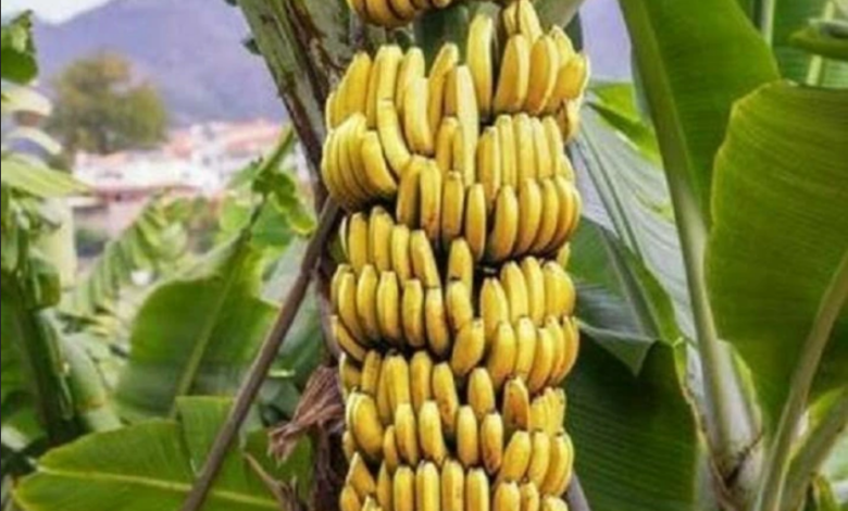 3 Benefits Of Eating Banana Each Day