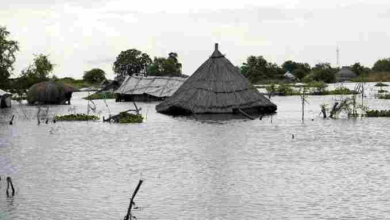 Floods: Reptiles, humans compete for dry land; snakebite kills village head’s wife