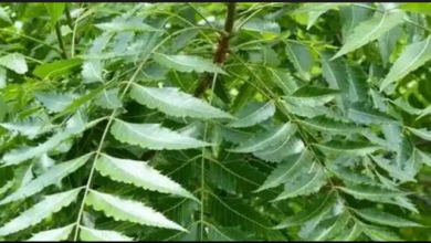 Health Importance Of “Dongoyaro” Leaves