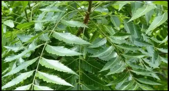 Health Importance Of “Dongoyaro” Leaves